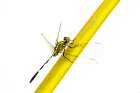 Dragon fly insect on a yellow stem. Art Print